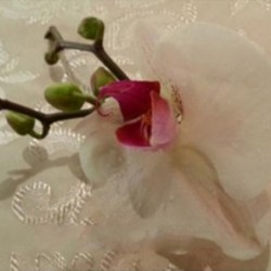 Summerpots Bridal Corsage & Boutonniere - Simply White